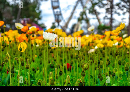 Les visiteurs d'admirer la masse de tulipes colorées à la Floriade 2019 show, Canberra, ACT, Australie. Banque D'Images