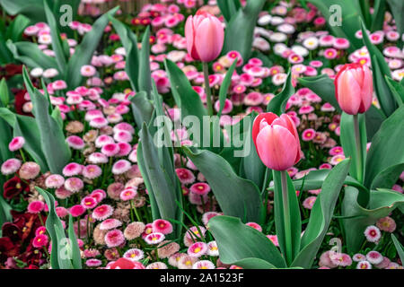 Les visiteurs d'admirer la masse de tulipes colorées à la Floriade 2019 show, Canberra, ACT, Australie. Banque D'Images