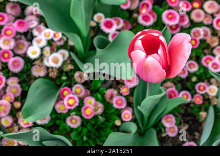 Les visiteurs d'admirer la masse de tulipes colorées à la Floriade 2019 show, Canberra, ACT, Australie. Banque D'Images