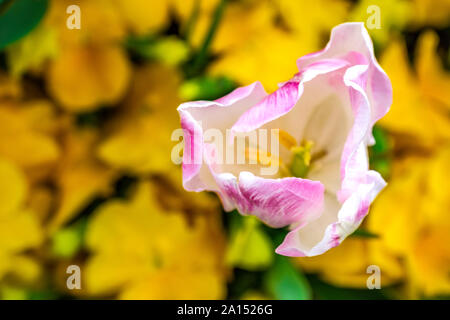 Les visiteurs d'admirer la masse de tulipes colorées à la Floriade 2019 show, Canberra, ACT, Australie. Banque D'Images