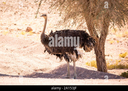 Une autruche femelle à l'ombre d'un arbre, désert du Namib, Namibie, Afrique Banque D'Images