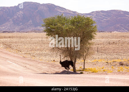 Une autruche femelle à l'ombre d'un arbre, désert du Namib, Namibie, Afrique Banque D'Images