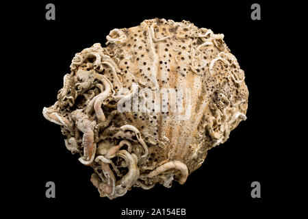 Une vieille coquille Saint-Jacques qui a été colonisé par les vers qui vivent à l'intérieur du tube tubes calcaires. Fond noir. Dorset England UK GO Banque D'Images