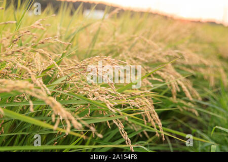 gros plan de riz dans un paddy prêt à être moissonné Banque D'Images