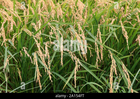 gros plan de riz dans un paddy prêt à être moissonné Banque D'Images