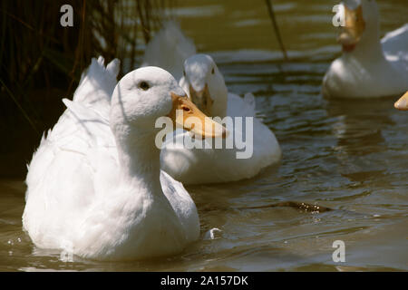 Aylesbury (également connu sous le nom de Long Island, American Pekin Pekin ou canards) Banque D'Images
