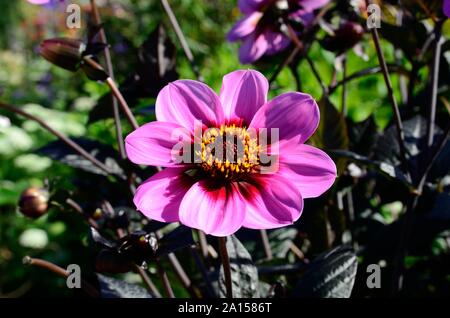 Fleur Dahlia heureux seul wink Banque D'Images