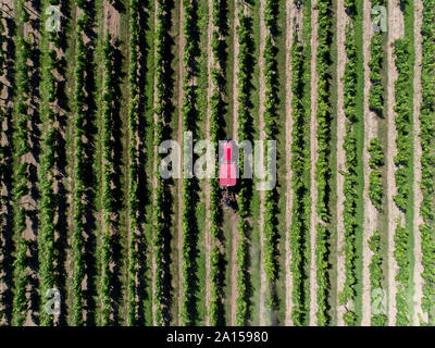 D'Eyrans Niddastrasse 58 (sud-ouest de la France). Culture et traitement des vignes de Bordeaux (sud-ouest de la France). Vue aérienne d'un tracteur rouge sur un pl Banque D'Images