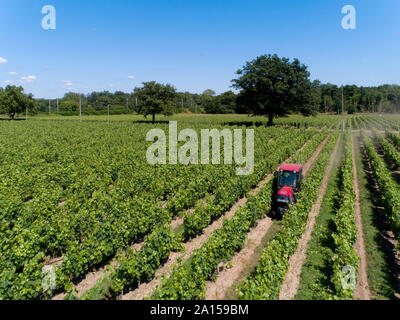 D'Eyrans Niddastrasse 58 (sud-ouest de la France). Culture et traitement des vignes de Bordeaux (sud-ouest de la France). Vue aérienne d'un tracteur rouge sur un pl Banque D'Images