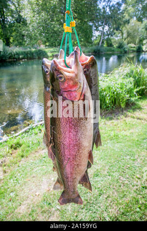 Trois poissons fraîchement pêché la truite (4 1/2 lb chacun), Avington Pêche à l'omble, Winchester, Hampshire, Angleterre, Royaume-Uni. Banque D'Images