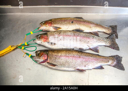 Trois poissons fraîchement pêché la truite (4 1/2 lb chacun), Avington Pêche à l'omble, Winchester, Hampshire, Angleterre, Royaume-Uni. Banque D'Images