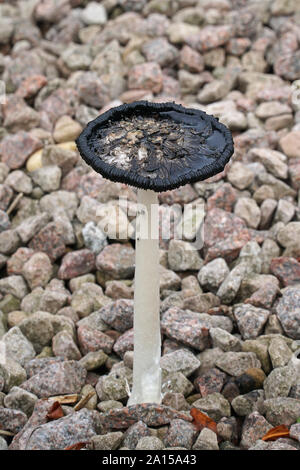 Cap d'encre hirsute ou la perruque de lawer champignon, Coprinus comatus, ouverte et montrant le liquide noir rempli de spores Banque D'Images