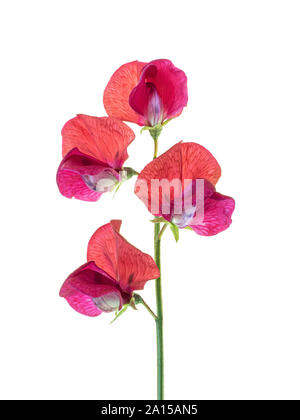 Un gros plan d'une simple tige de fleurs de pois rouge contre un fond blanc, pur Banque D'Images