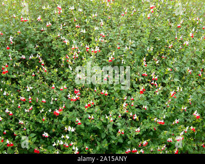 Une grande plante de Salvia Hot Lips montrant la caractéristique de petites fleurs blanches et rouges Banque D'Images