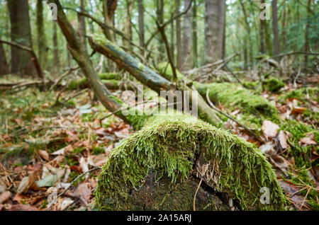 Un vieux journal tombés couverts de mousse dans une sombre forêt dense, selective focus. Banque D'Images