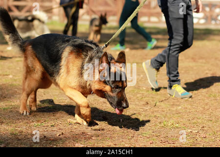 Pour une classe de formation K9 berger allemand chien détective. La formation et la recherche d'odeur d'une piste Banque D'Images