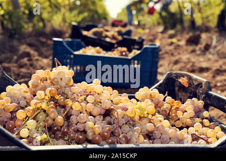 De nombreuses caisses en plastique rempli de raisins sur le terrain dans un vignoble rangée. Selective focus Banque D'Images