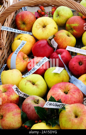 Collection de rares variétés de français apple dans un panier en osier - John Gollop Banque D'Images