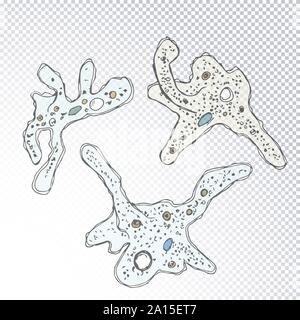 Amoeba proteus la structure du micro-organisme. Ensemble de protozoaires unicellulaires doodle dessiné à la main sur les organismes un arrière-plan transparent. Cartoon Amoeba Illustration de Vecteur