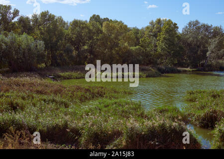 Étang vert avec petites vagues entourée de végétation et d'arbres. Place de pêcheur seul avec la nature. Belle rivière historique contre le ciel bleu. Banque D'Images