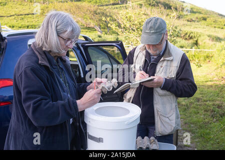 Les gens d'entreprendre une espèce de count survey dans Ceredigion Pays de Galles UK sur un matin d'été chaud. Les papillons ont été attirés dans le piège du jour au lendemain par la présence d'une petite lumière Banque D'Images