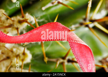 Beau ruban rouge coincé dans une usine jaune longue épine , c'est une plante succulente , Banque D'Images