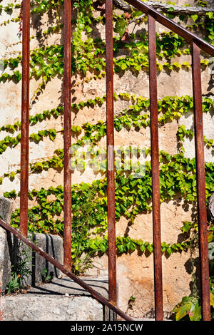 Détail de l'escalier rouillé bannister ,dans le contexte extra-mur recouvert par Ivy Banque D'Images