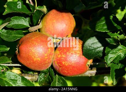 Le fruit de Kidd's Orange Red Apple. Banque D'Images