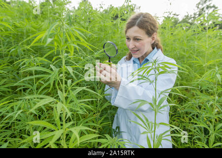 Scientifique avec loupe l'examen de chanvre dans une plantation de chanvre Banque D'Images
