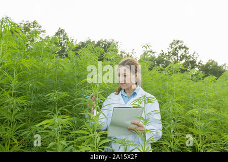 Expert scientifique en prenant des notes dans une plantation de chanvre Banque D'Images