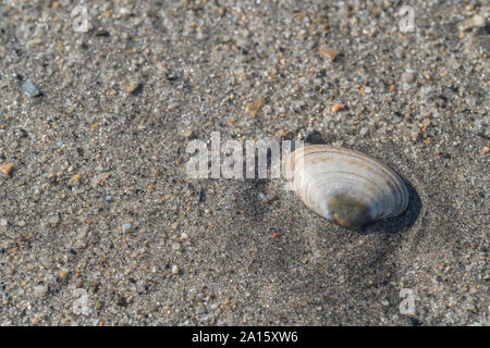 Bord de mer isolé lavé à terre sur une plage de sable à Cornwall. Coquille isolée, tout seul, sur la conchologie solitaire. Peut-être Lutraria lutraria Otter Shell Banque D'Images