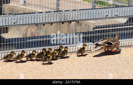 Cane dirige un groupe de jeunes à la recherche d'eau Banque D'Images