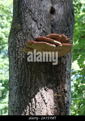 Cracovie. Cracovie. Pologne. Champignon sur l'arbre. Fomitopsis pinicola, ceinture rouge conk Banque D'Images