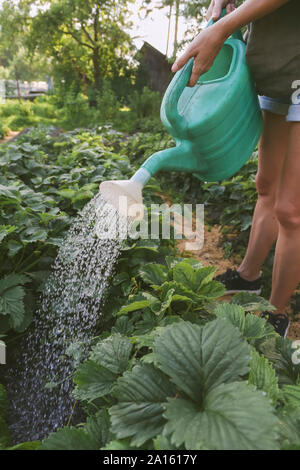 Close-up of woman watering les fraises au jardin Banque D'Images