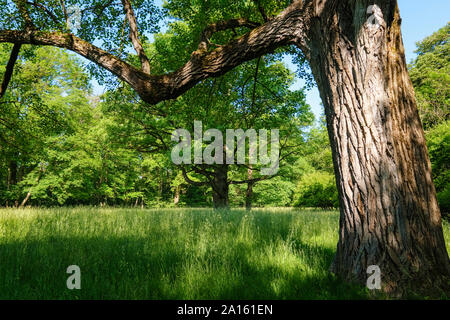 Allemagne, Munich, de vieux arbres et les champs à l'Englischer Garten Banque D'Images