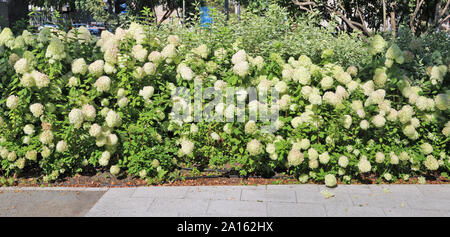 Hortensia arbustes à fleurs roses et blanches dans un parc public de la ville. Jour d'été ensoleillé tourné panoramique Banque D'Images