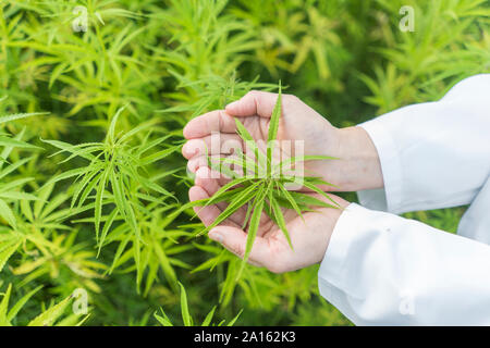 Les mains tenant dans la plantation de chanvre Chanvre Banque D'Images