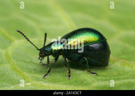 Quai vert Beetle (Gastrophysa viridula) ramper le long des quais. Tipperary, Irlande Banque D'Images