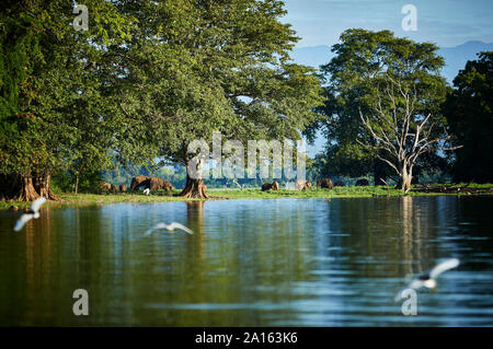 Vue d'penisula à Tangalla Réservoir avec quatre jeunes éléphants, Udawalawa Parc National, Sri Lanka Banque D'Images