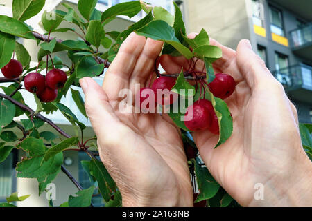 Le senior woman holding est rouge mûre petites pommes Ranet sur branches dans sa main. Automne Septembre journée en ville Banque D'Images