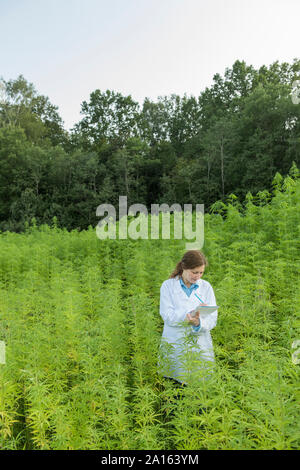 Expert scientifique en prenant des notes dans une plantation de chanvre Banque D'Images