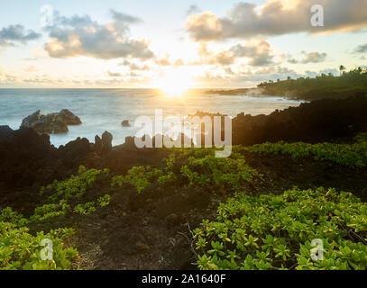 Les plantes qui poussent à Hana Bay par mer contre le ciel au coucher du soleil Banque D'Images