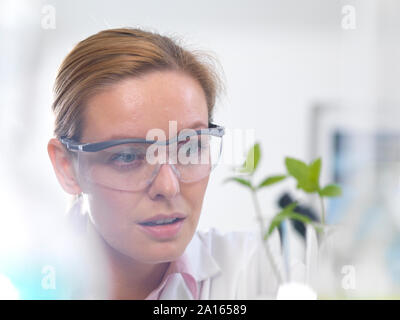 Chercheur scientifique, biotechnologie des plantes diverses souches de plus en plus de développer la résistance aux maladies des plantes Banque D'Images