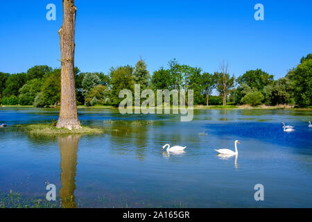 Cygnes nageant à l'Isar, près de Plattling , la Basse Bavière, Allemagne Banque D'Images