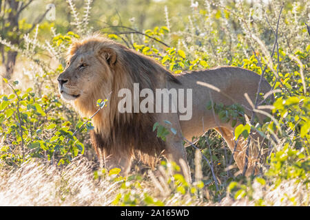 L'Afrique, la Namibie, Etosha National Park, homme lion, Panthera leo Banque D'Images