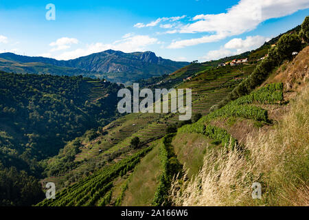 Vue idyllique sur les collines de vignobles contre le ciel bleu Banque D'Images