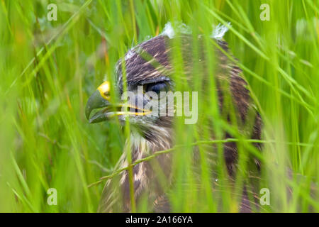 Une jeune eurasienne buzzard dans l'herbe haute, Perthshire, Écosse, Royaume-Uni, Europe. Banque D'Images