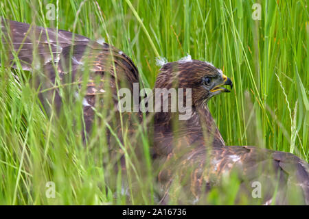 Une jeune eurasienne buzzard dans l'herbe haute, Perthshire, Écosse, Royaume-Uni, Europe. Banque D'Images