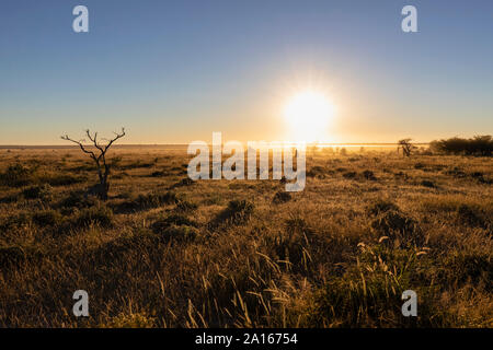 L'Afrique, la Namibie, Etosha National Park, Paysage, steppe au lever du soleil Banque D'Images