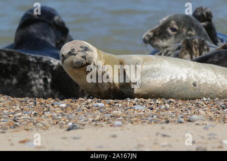 Les jeunes phoques communs sur Horsey Beach, Norfolk Banque D'Images